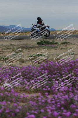 media/Jan-14-2023-SoCal Trackdays (Sat) [[497694156f]]/Turn 14 Exit Bloomig (145pm)/